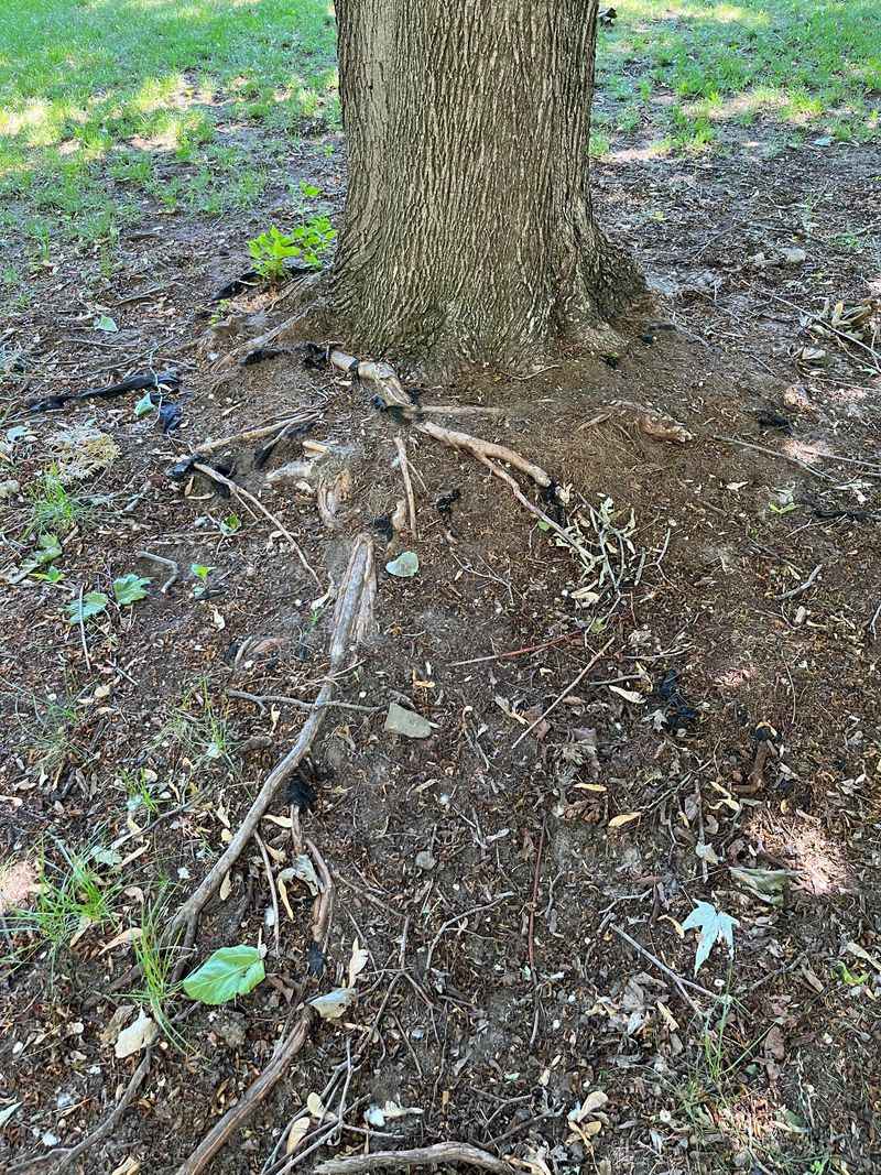 Soaked Soil And Strong Gusts Can Loosen Roots Below Ground Soaked Soil And Strong Gusts Can Loosen Roots Below Ground