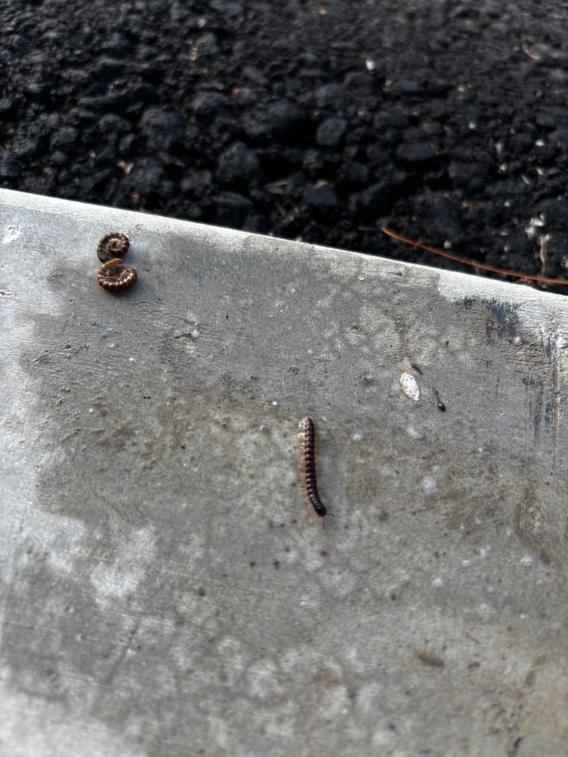 Soaked Soil Pushes Them Toward Drier Ground Soaked Soil Pushes Them Toward Drier Ground