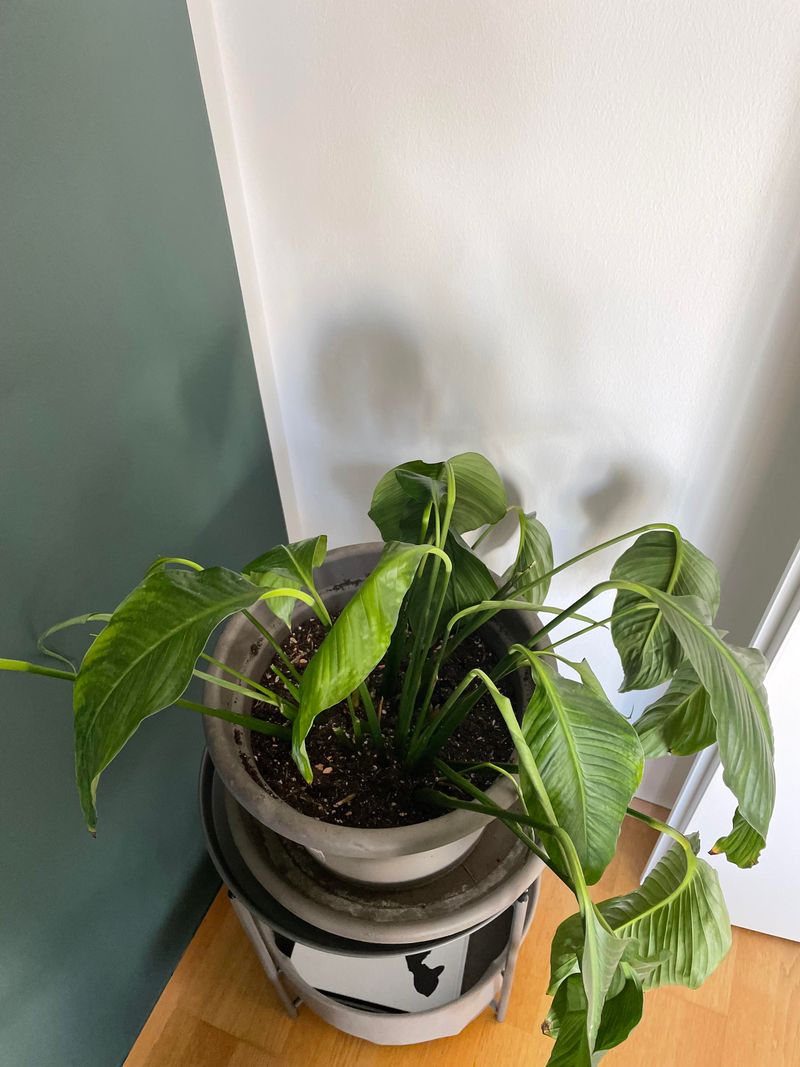 Soaking After A Long Drought Shocks Roots Soaking After A Long Drought Shocks Roots