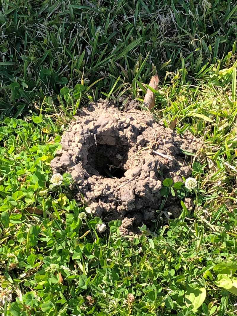 Soft, Moist Soil Makes Digging Easier Right After A Storm Soft, Moist Soil Makes Digging Easier Right After A Storm