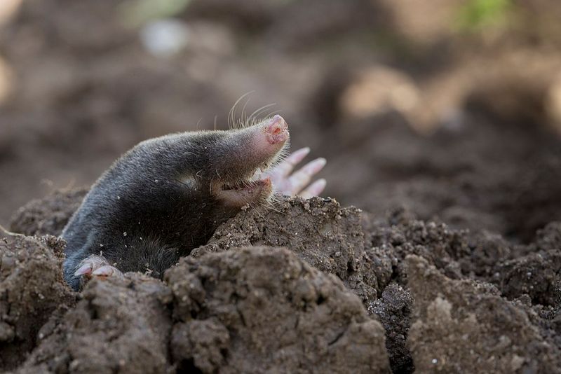 Soft, Moist Soil