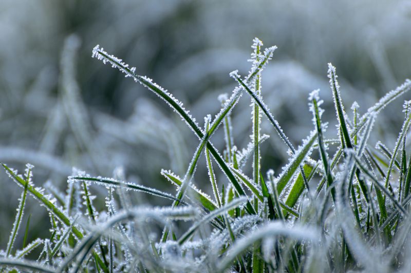 Soft New Grass Blades Hate Early Winter Frost