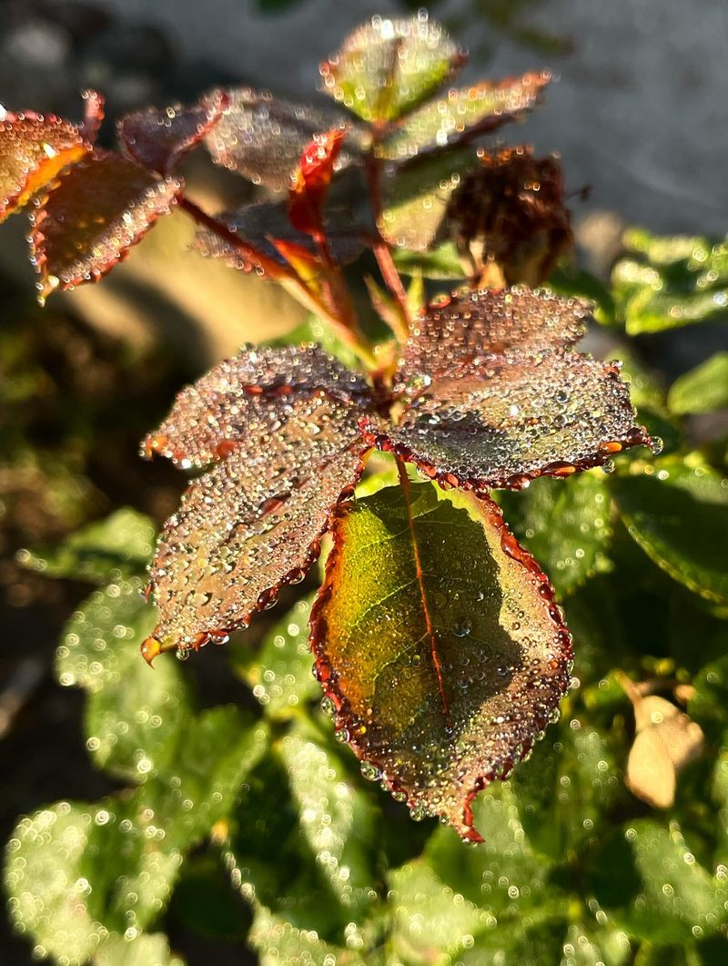 Soft New Shoots Can Get Nipped By Early Frost Soft New Shoots Can Get Nipped By Early Frost