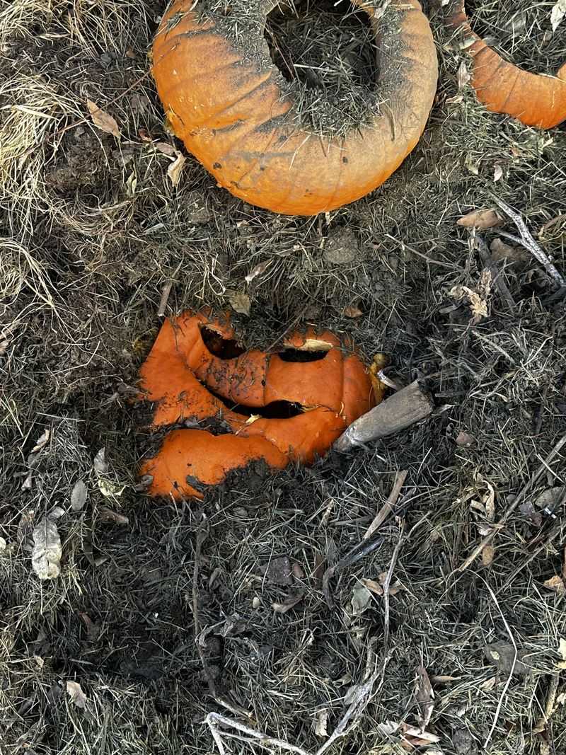 Soft Orange Flesh That Turns Into Rich Compost