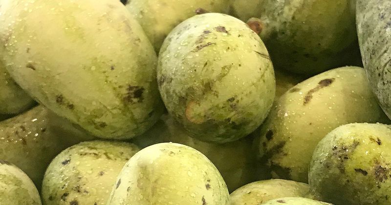 Soft Ripe Pawpaws Fall Fast and Spoil in Days Soft Ripe Pawpaws Fall Fast and Spoil in Days
