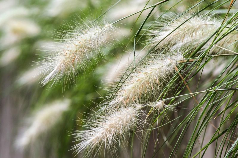 Soft Seed Plumes Hide Thousands Of Seeds