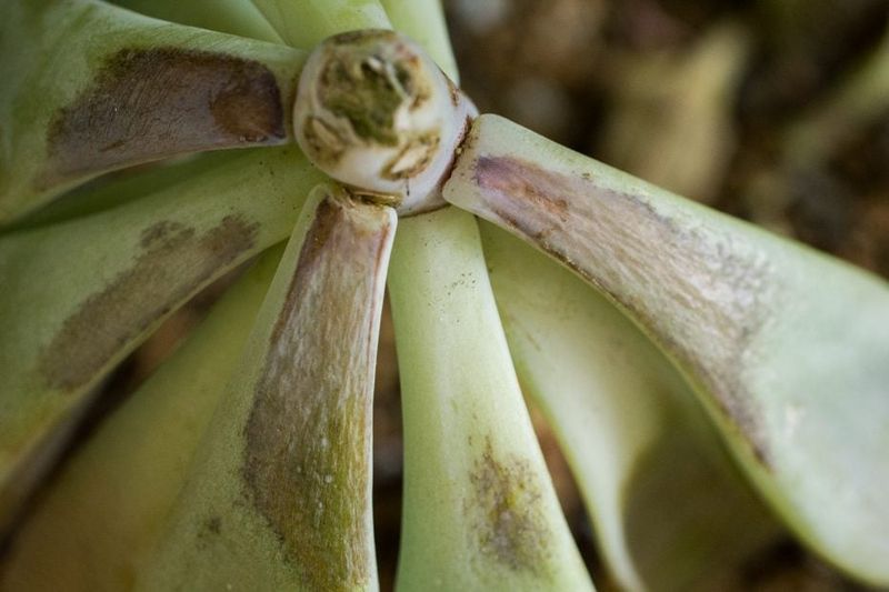 Soft Succulents Soft Succulents