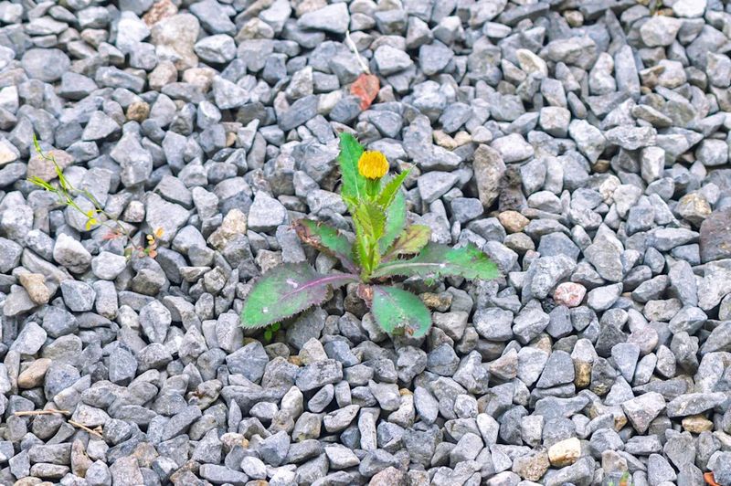 Softer Soil Gives You A Better Grip This Month