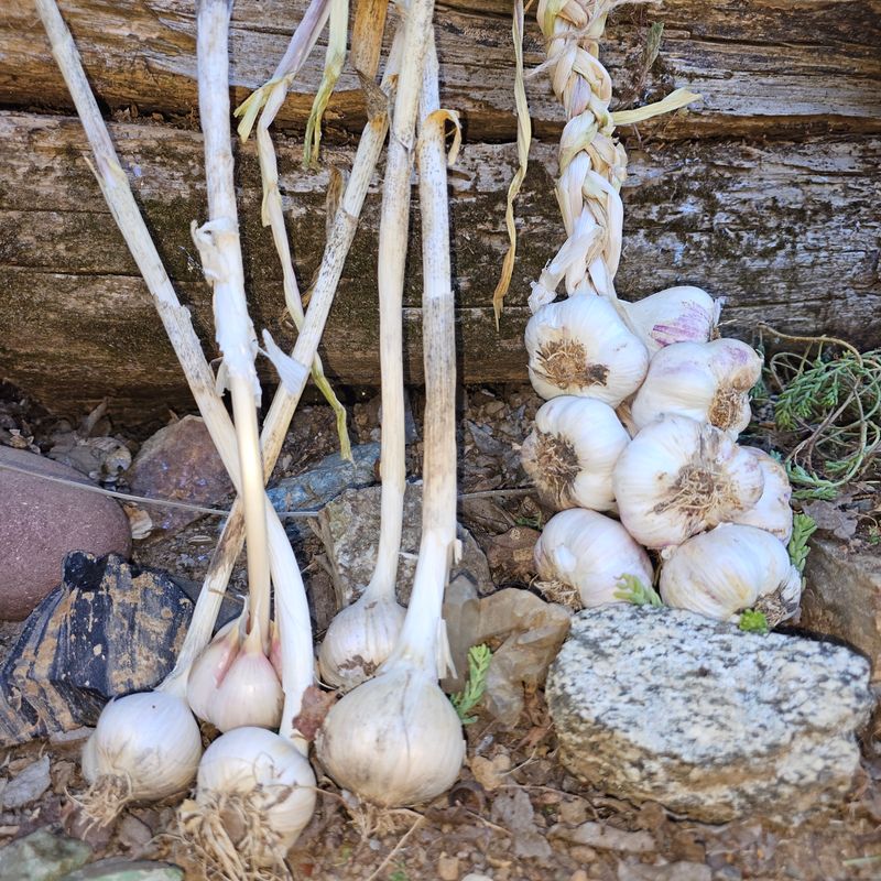 Softneck Garlic Is Better Suited To Warmer Growing Regions Softneck Garlic Is Better Suited To Warmer Growing Regions