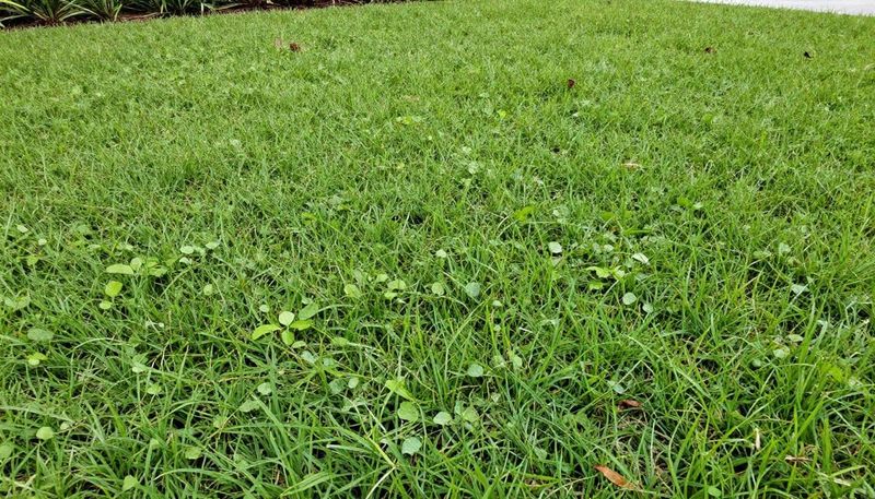 Soggy Lawns Roll Out The Welcome Mat