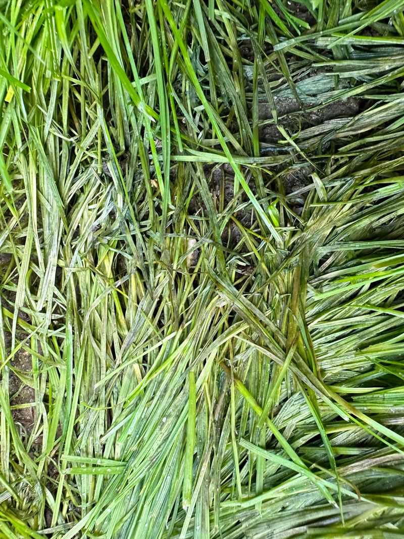Soggy Leaf Mats Invite Seedling Disease Soggy Leaf Mats Invite Seedling Disease