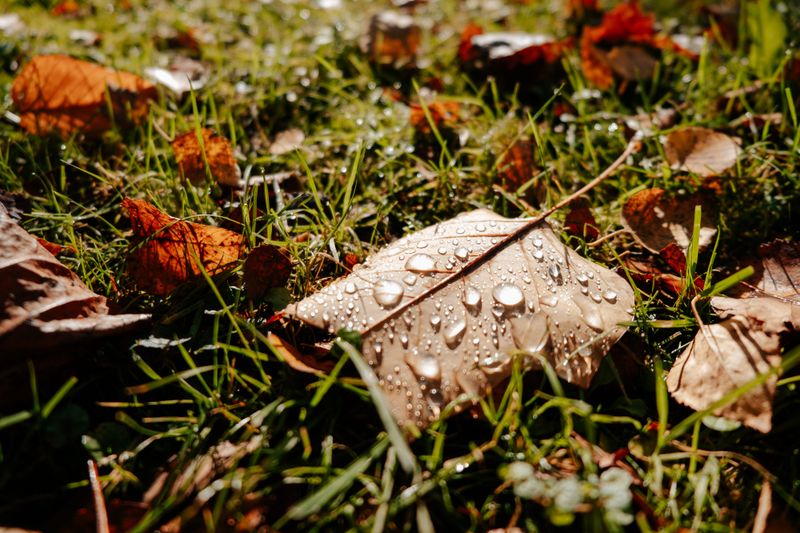 Soggy Maryland Leaves Need A Little Patience Before Mowing Soggy Maryland Leaves Need A Little Patience Before Mowing
