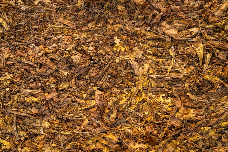 Soggy Mulch And Leaf Piles Turn Sour Fast