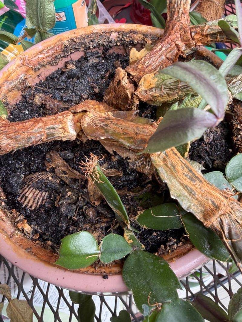 Soggy Potting Mix Can Leave Roots Struggling To Function