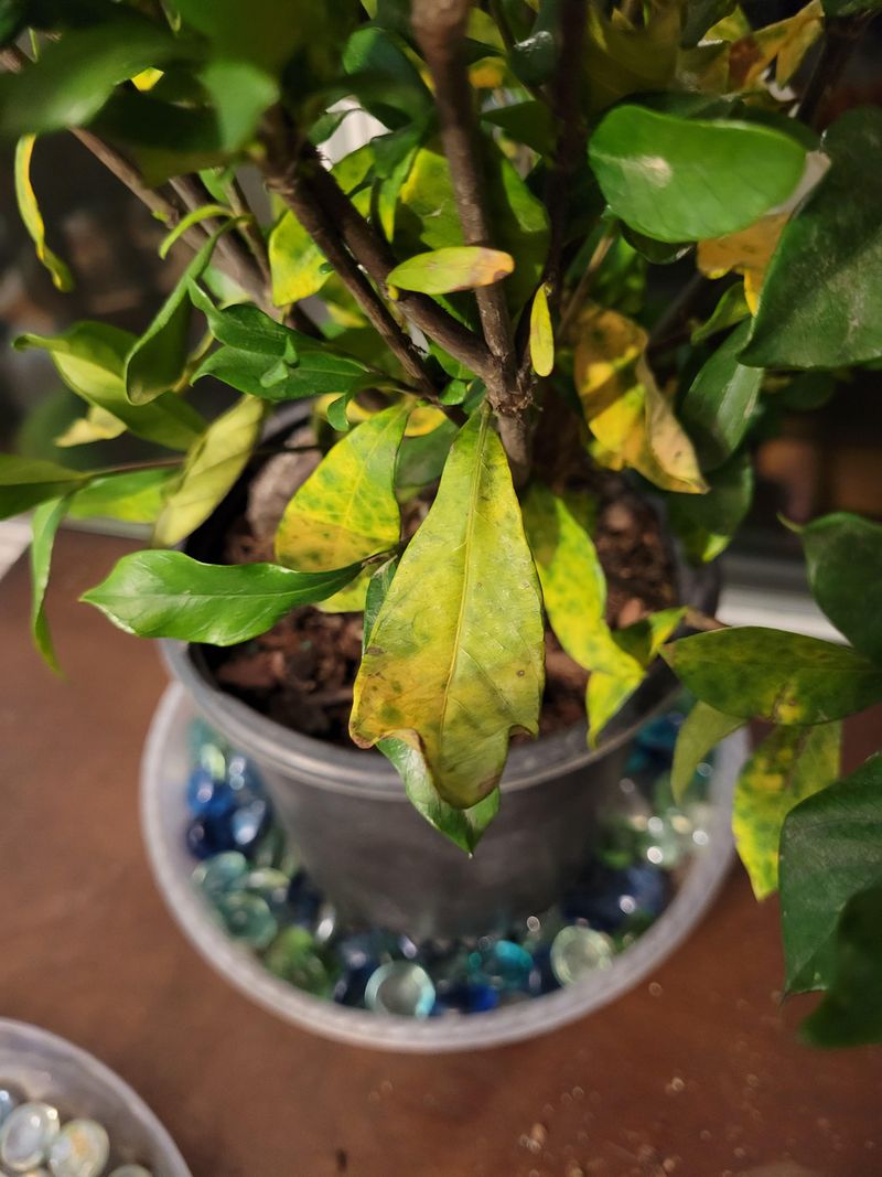 Soggy Roots Cannot Absorb Nutrients