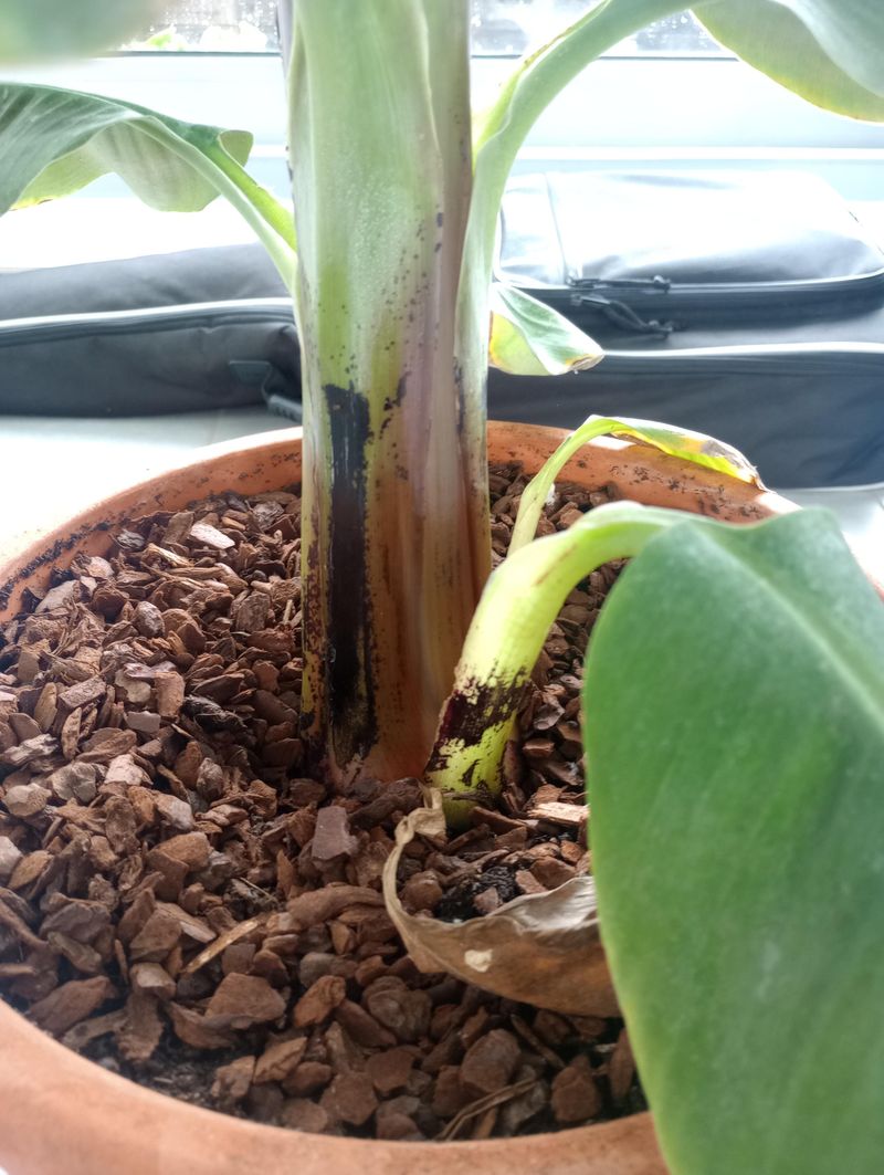 Soggy Soil Can Rot The Roots Soggy Soil Can Rot The Roots
