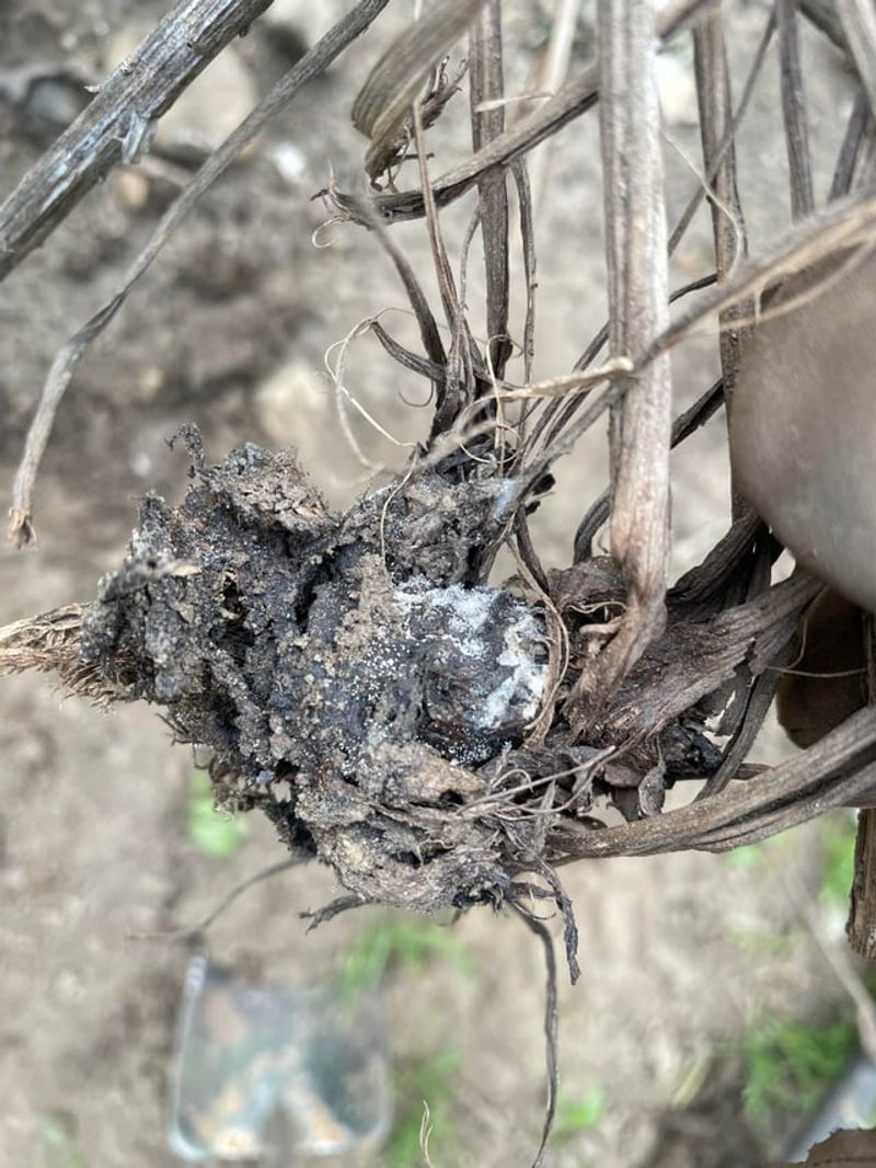 Soggy Soil Deprives The Roots Far Below