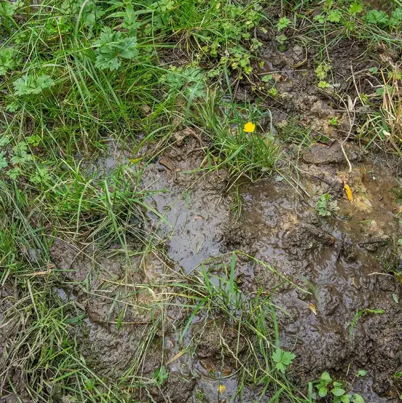 Soggy Soil Smells Sour Soggy Soil Smells Sour