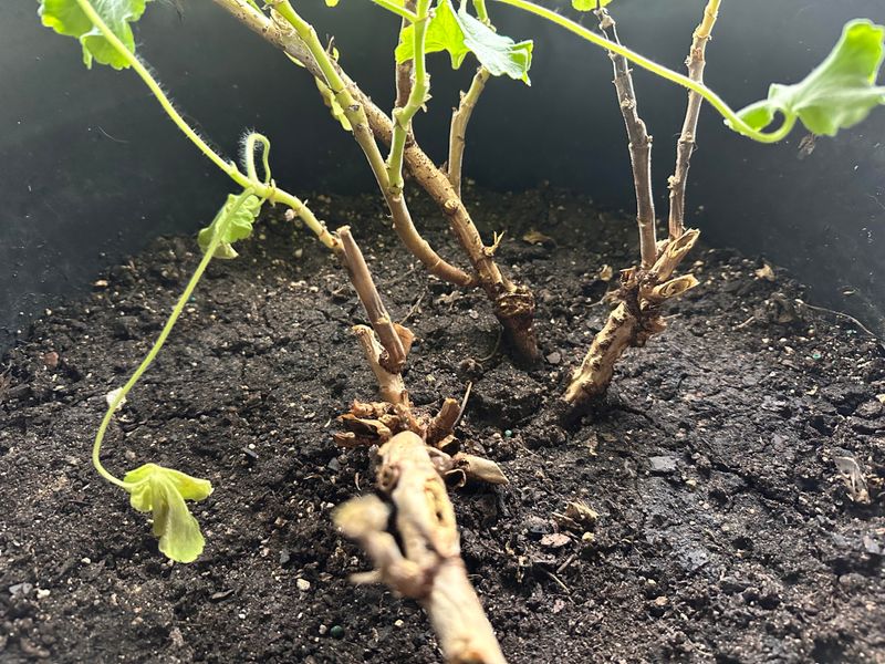 Soggy Soil Suffocates The Roots Soggy Soil Suffocates The Roots