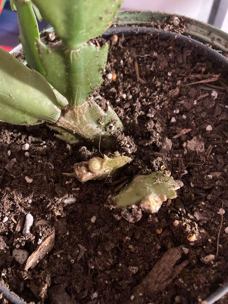 Soggy Soil That Stresses The Roots