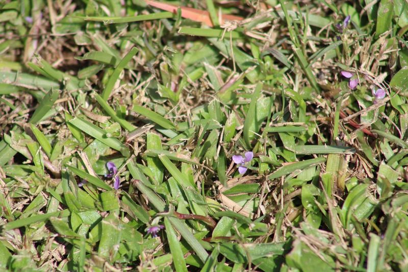 Soggy Spots And Thin Turf Invite Its Advance Soggy Spots And Thin Turf Invite Its Advance
