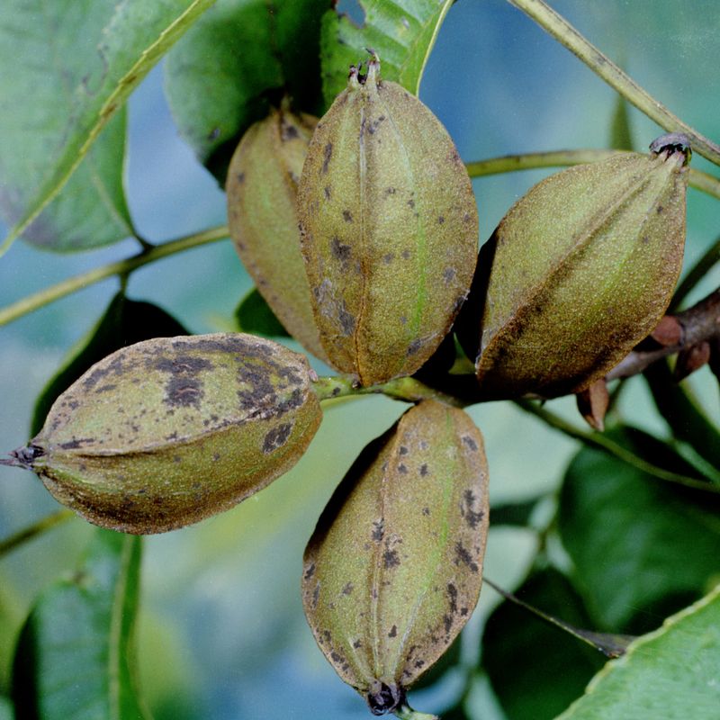 Soggy Weather Increases Pecan Scab Pressure In Groves Soggy Weather Increases Pecan Scab Pressure In Groves