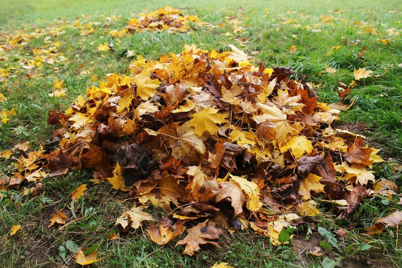 Soggy Whole Mats Can Smother Your Grass Soggy Whole Mats Can Smother Your Grass