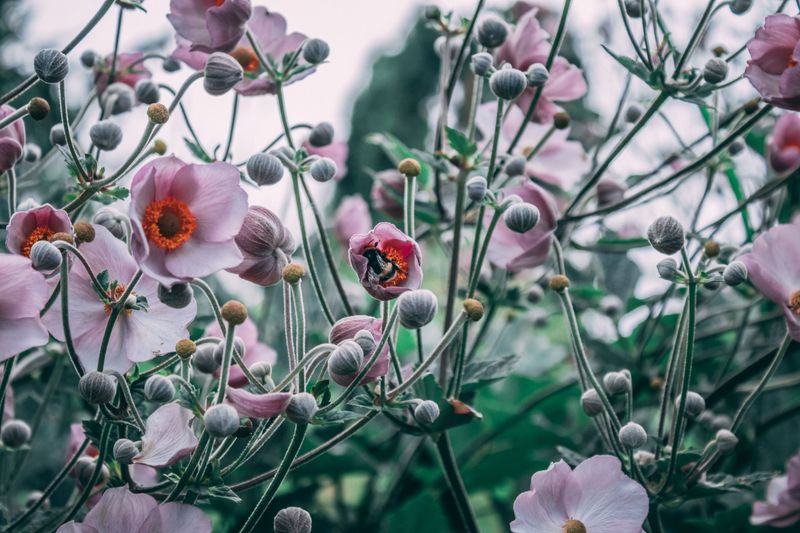Soggy Winter Soil Is Tougher on Japanese Anemone Than Cold