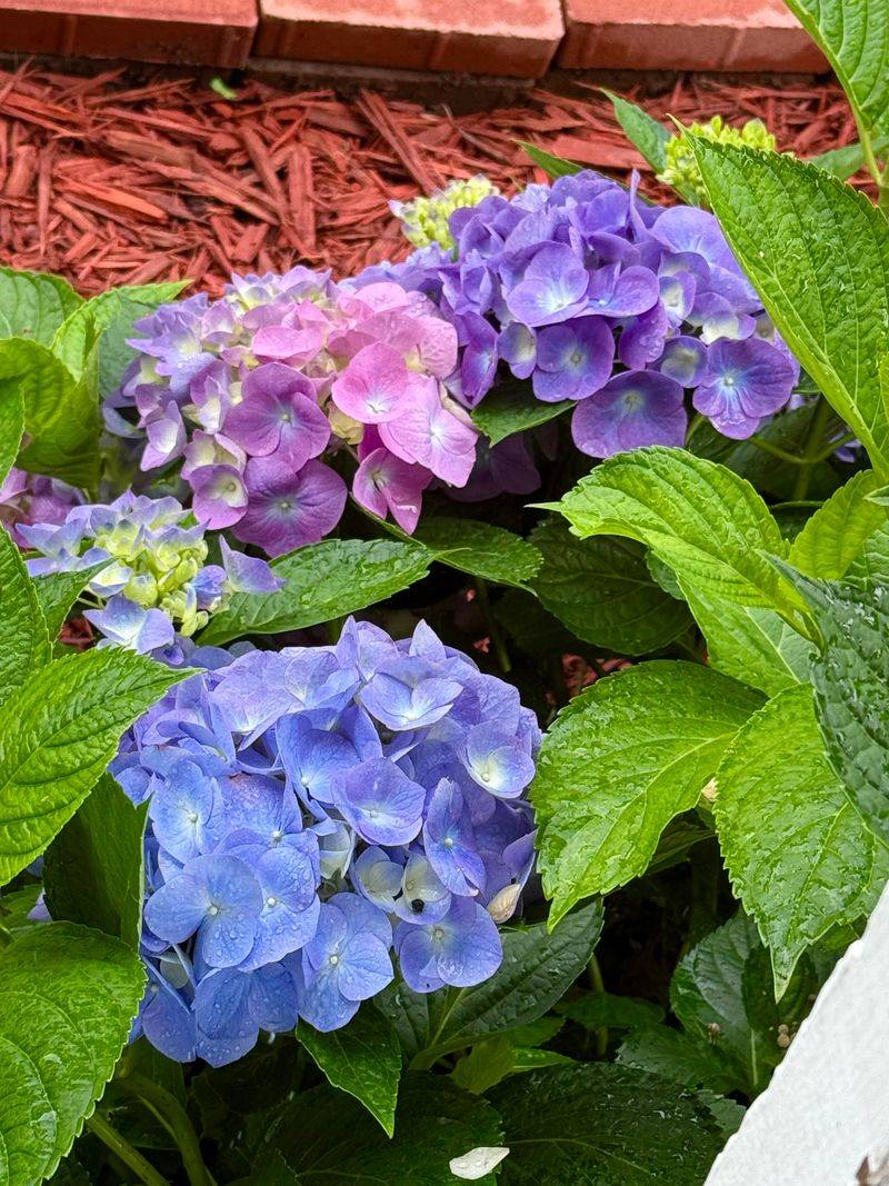 Soil Changes Need Time Before Flower Color Responds Soil Changes Need Time Before Flower Color Responds
