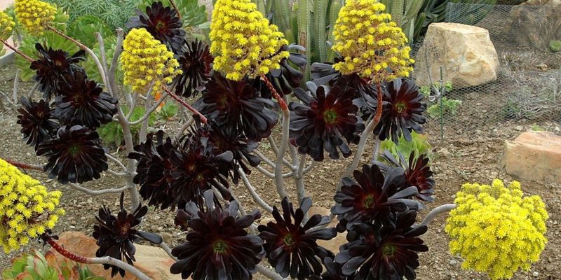 Soil Mistakes Can Spoil The Drama