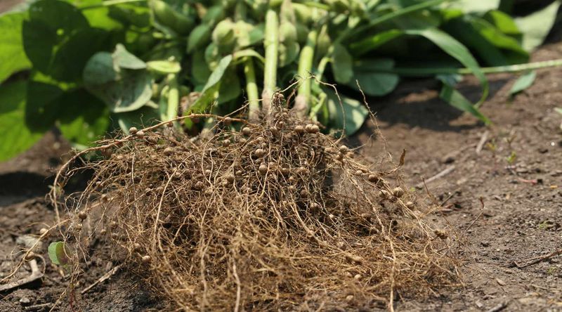 Soil Nutrients That Cover Crops Protect Through Winter Soil Nutrients That Cover Crops Protect Through Winter
