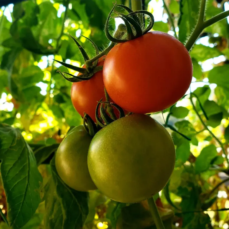 Solar Set Was Bred To Improve Yields In Hot Fall Weather Solar Set Was Bred To Improve Yields In Hot Fall Weather