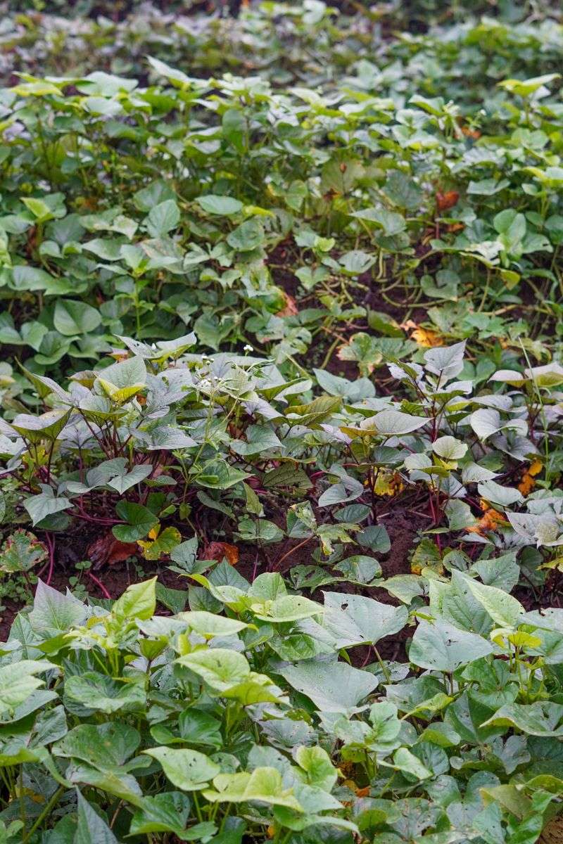 Solarize Or Plant A Cover Crop To Rest Your Beds Solarize Or Plant A Cover Crop To Rest Your Beds