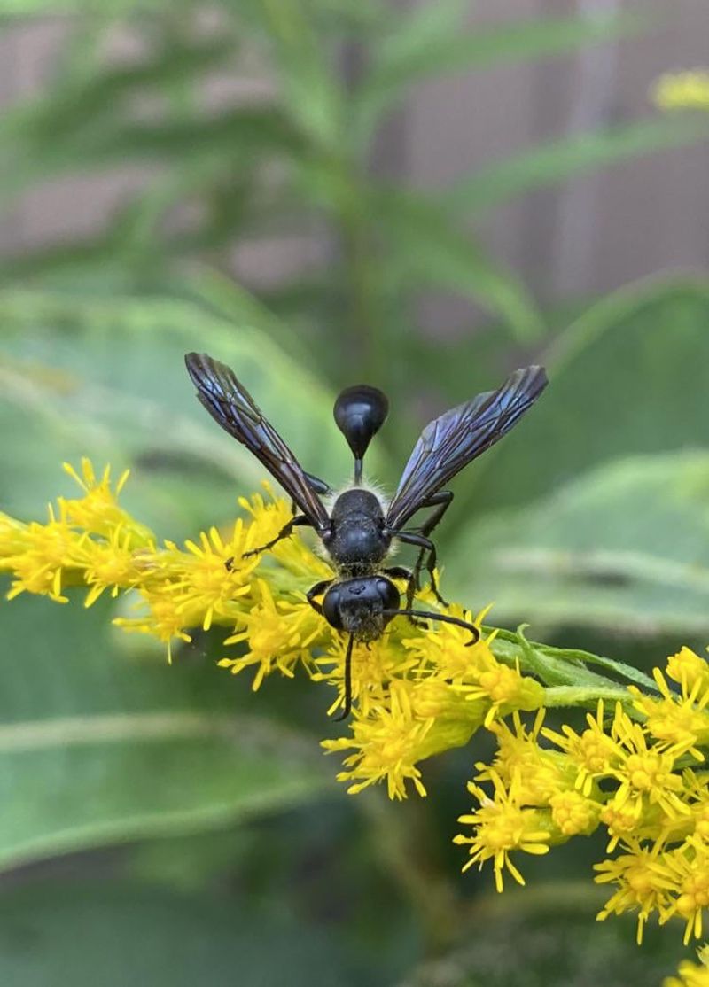 Solitary Mason Wasps Bring A Surprisingly Calm Nature Solitary Mason Wasps Bring A Surprisingly Calm Nature