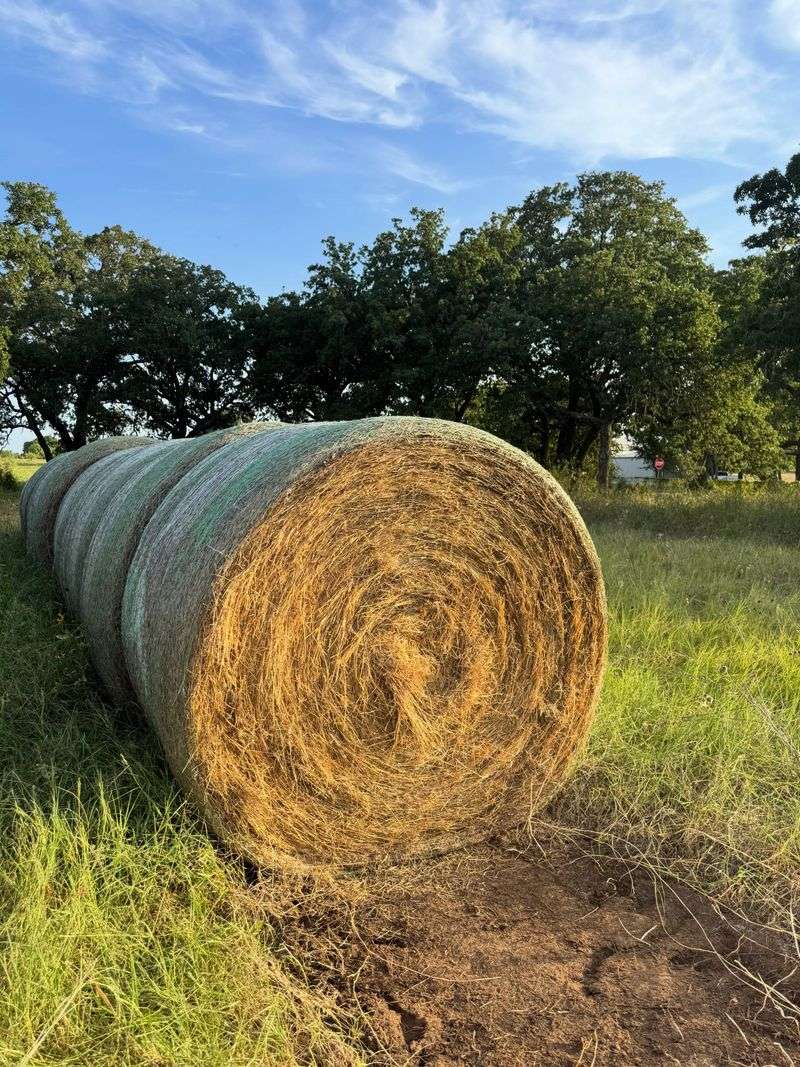 Some Bales Come From Fields Treated With Long-Lasting Herbicides