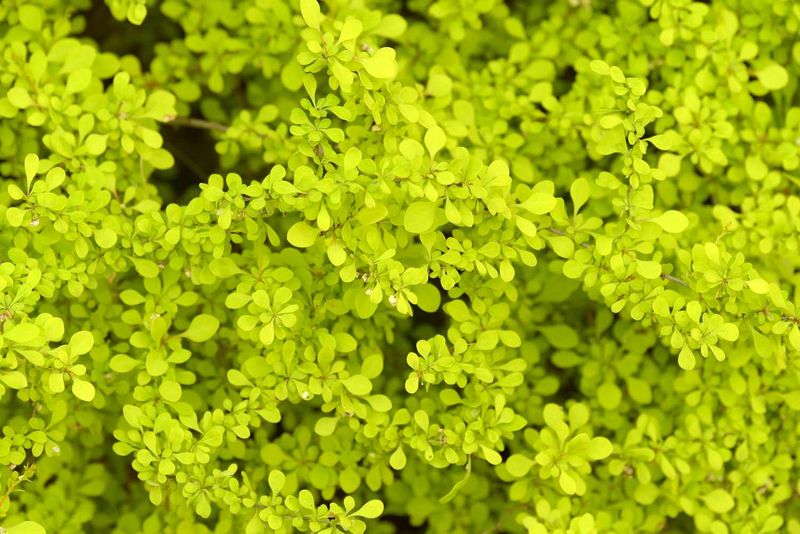 Some Barberry Cultivars Are Exempt