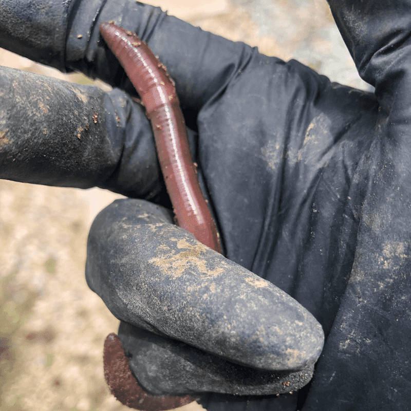 Some Could Be Invasive Jumping Worms
