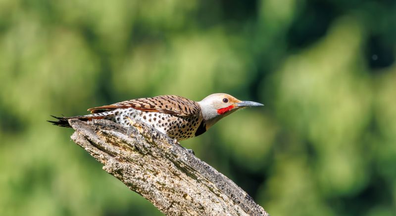 Some Flickers Are Migrants Passing Through Some Flickers Are Migrants Passing Through