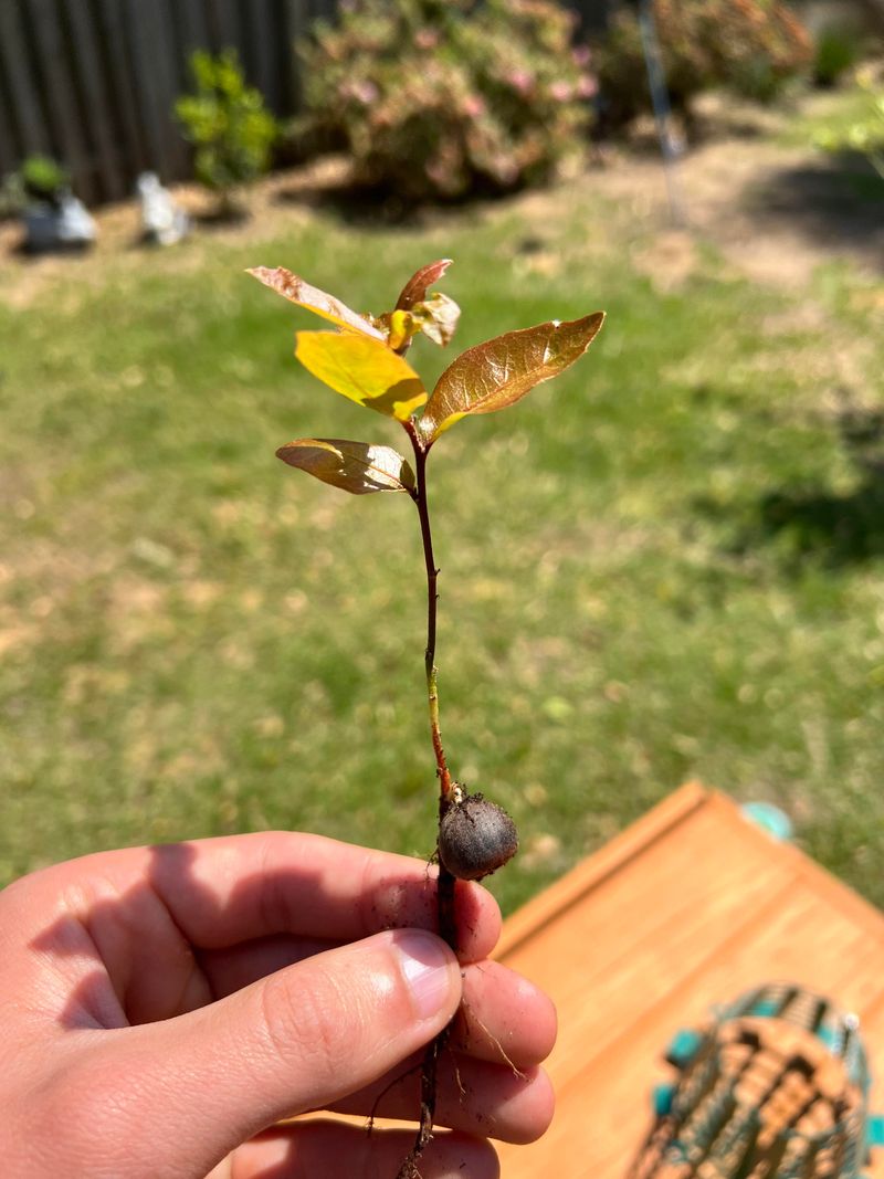 Some Forgotten Acorns Sprout Into Oak Seedlings