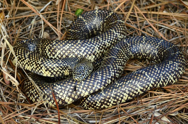 Some Harmless Snakes Even Eat Venomous Ones Some Harmless Snakes Even Eat Venomous Ones