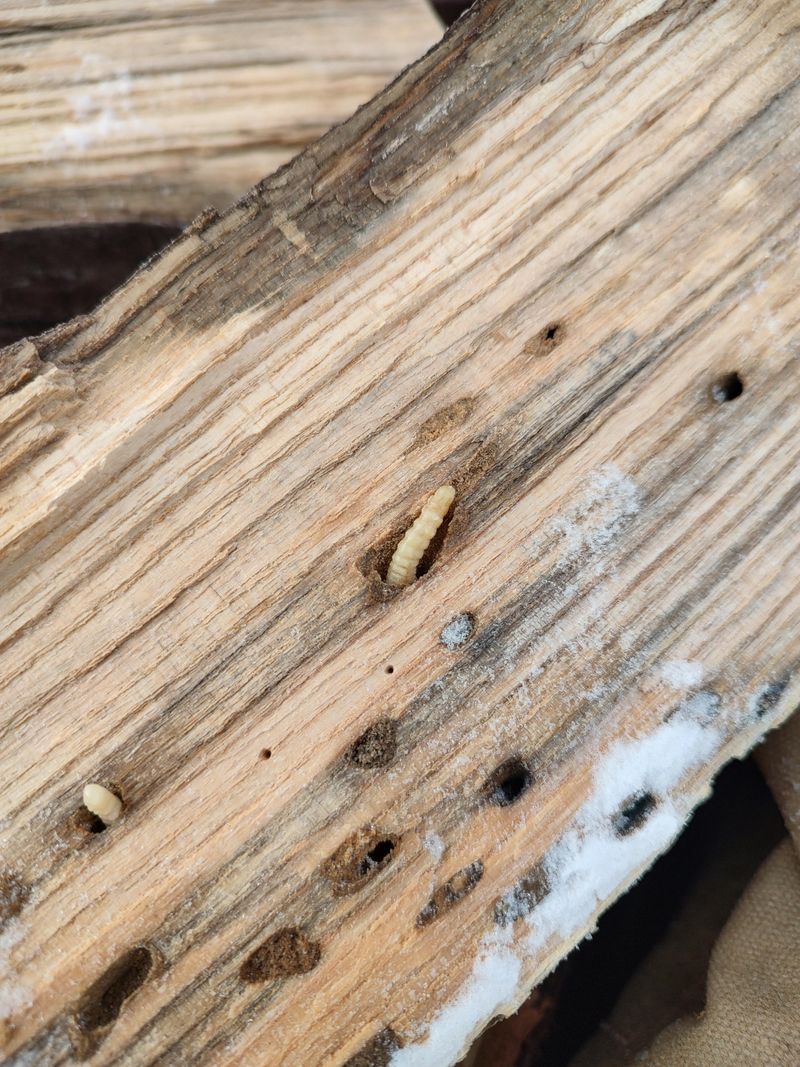 Some Insects Can Still Emerge Once Indoors