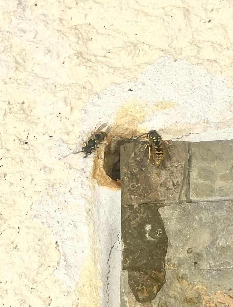 Some Nests Hide In Walls Or Hollow Logs Some Nests Hide In Walls Or Hollow Logs