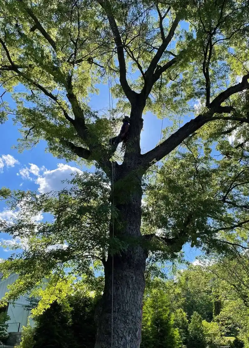 Some Oak Symptoms Really Do Deserve An Arborist Visit Some Oak Symptoms Really Do Deserve An Arborist Visit