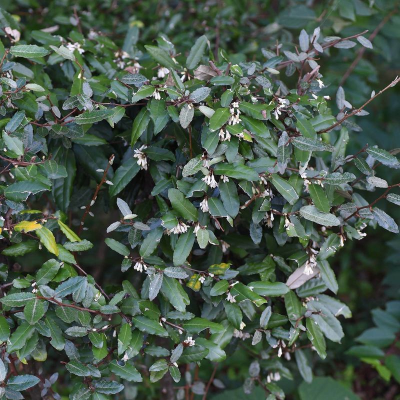 Some Of Autumn's Sweetest Scents Come From Unwanted Shrubs Some Of Autumn's Sweetest Scents Come From Unwanted Shrubs