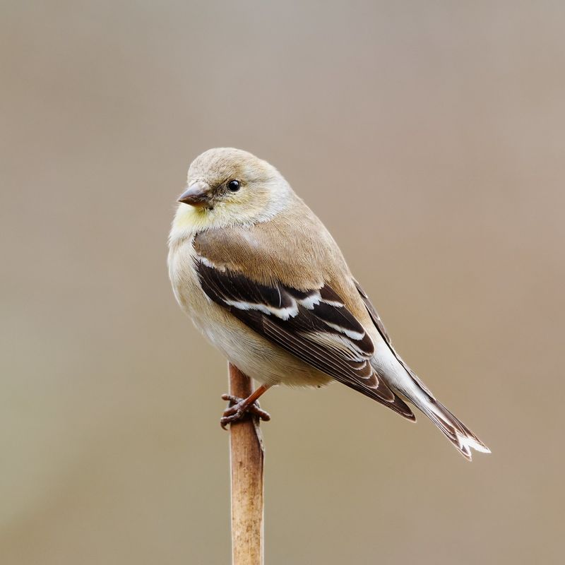 Some Of These Birds Have Traveled From Northern States Some Of These Birds Have Traveled From Northern States