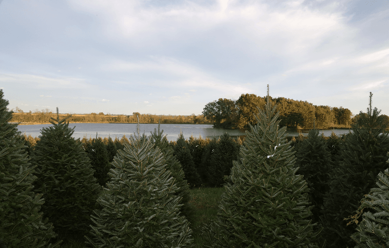 Some Of Those Spruce Plantings Date Back To The 1800s Some Of Those Spruce Plantings Date Back To The 1800s