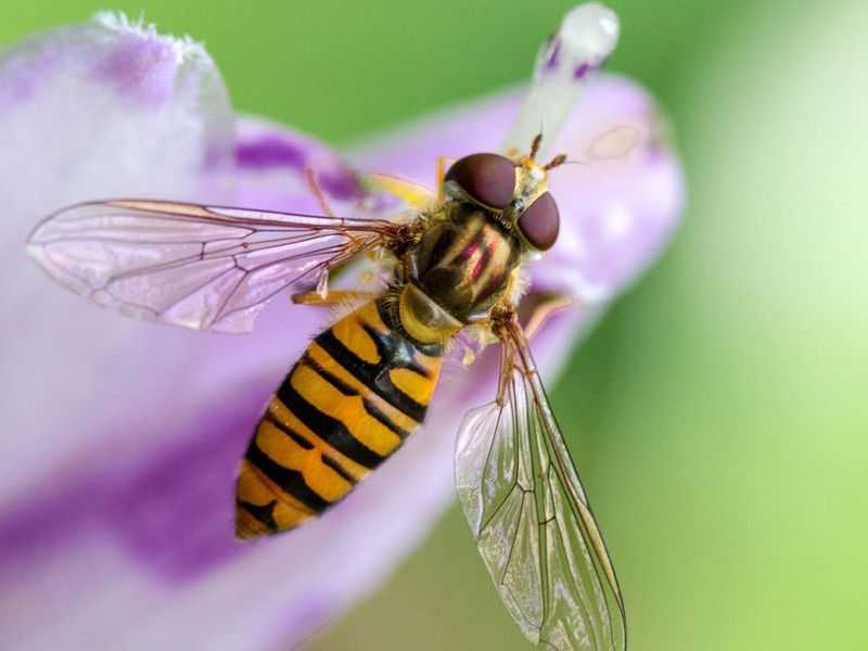 Some Of Those Wasps Are Actually Harmless Flies Some Of Those Wasps Are Actually Harmless Flies