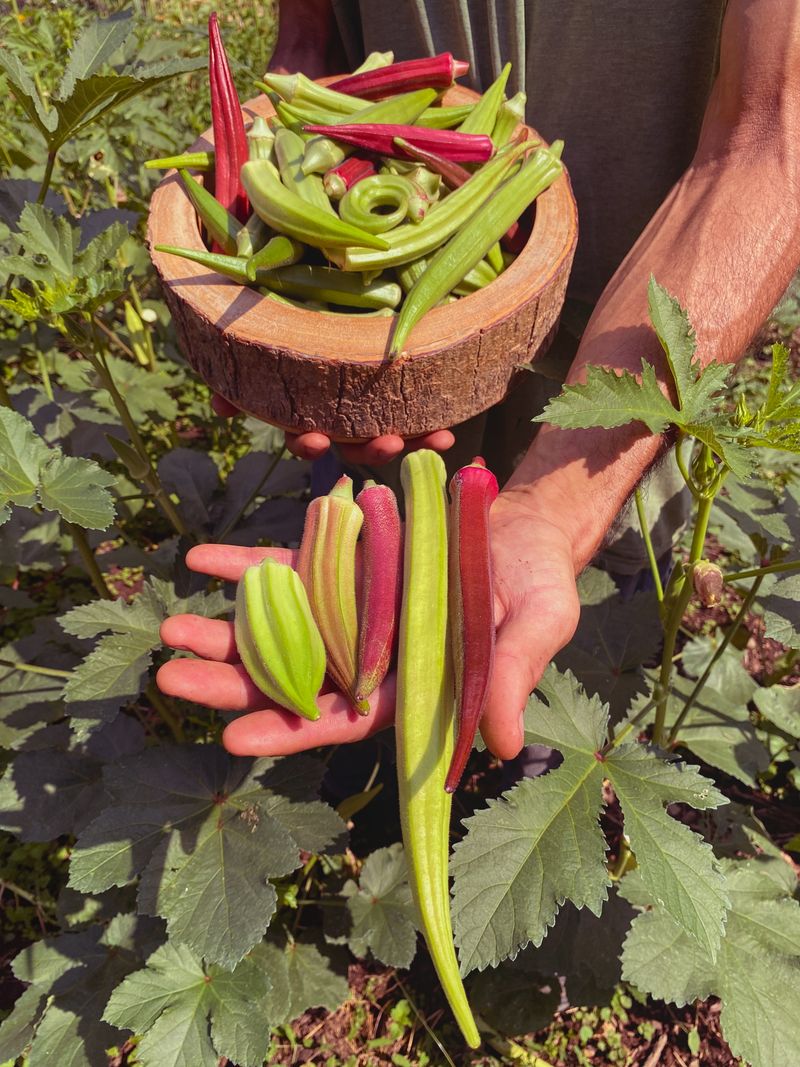 Some Okra Varieties Stay Tender Longer In A Short Season