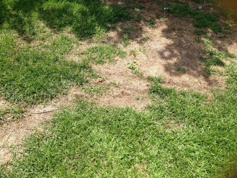 Some Patches Were Lost To The Drought For Good