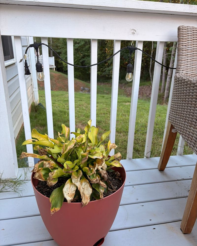 Some Plants Are Simply Going Dormant Some Plants Are Simply Going Dormant
